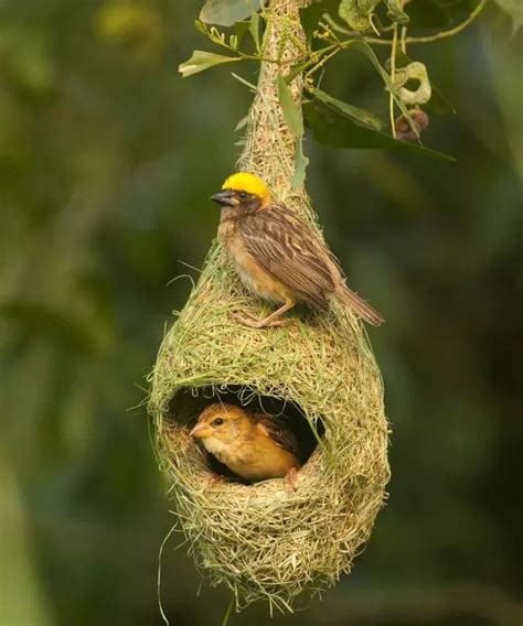 鳥築巢吉兆